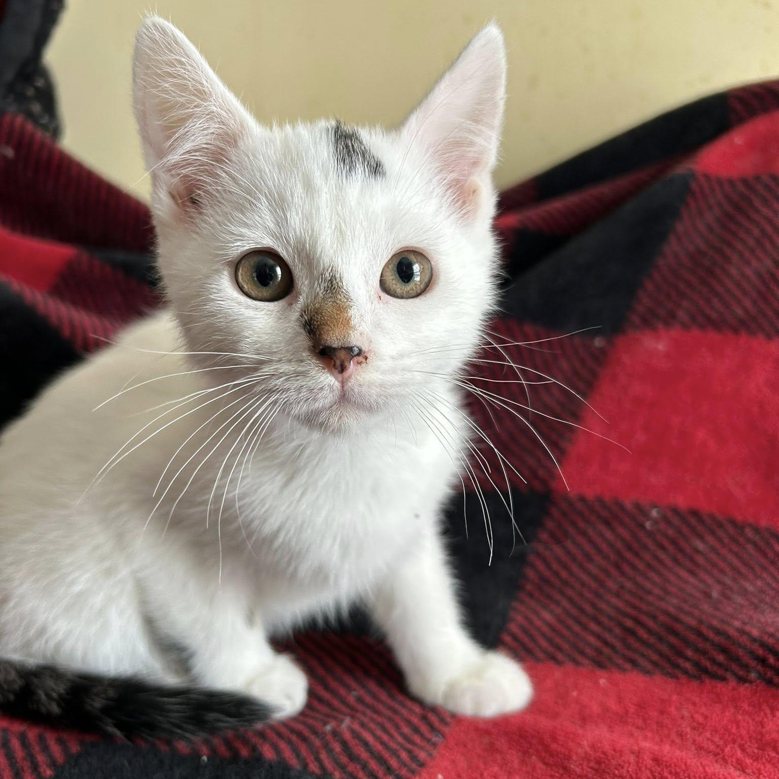 Milan, Medal, & Oly(mpic), an adopted Domestic Short Hair in Buffalo, NY image 1/6