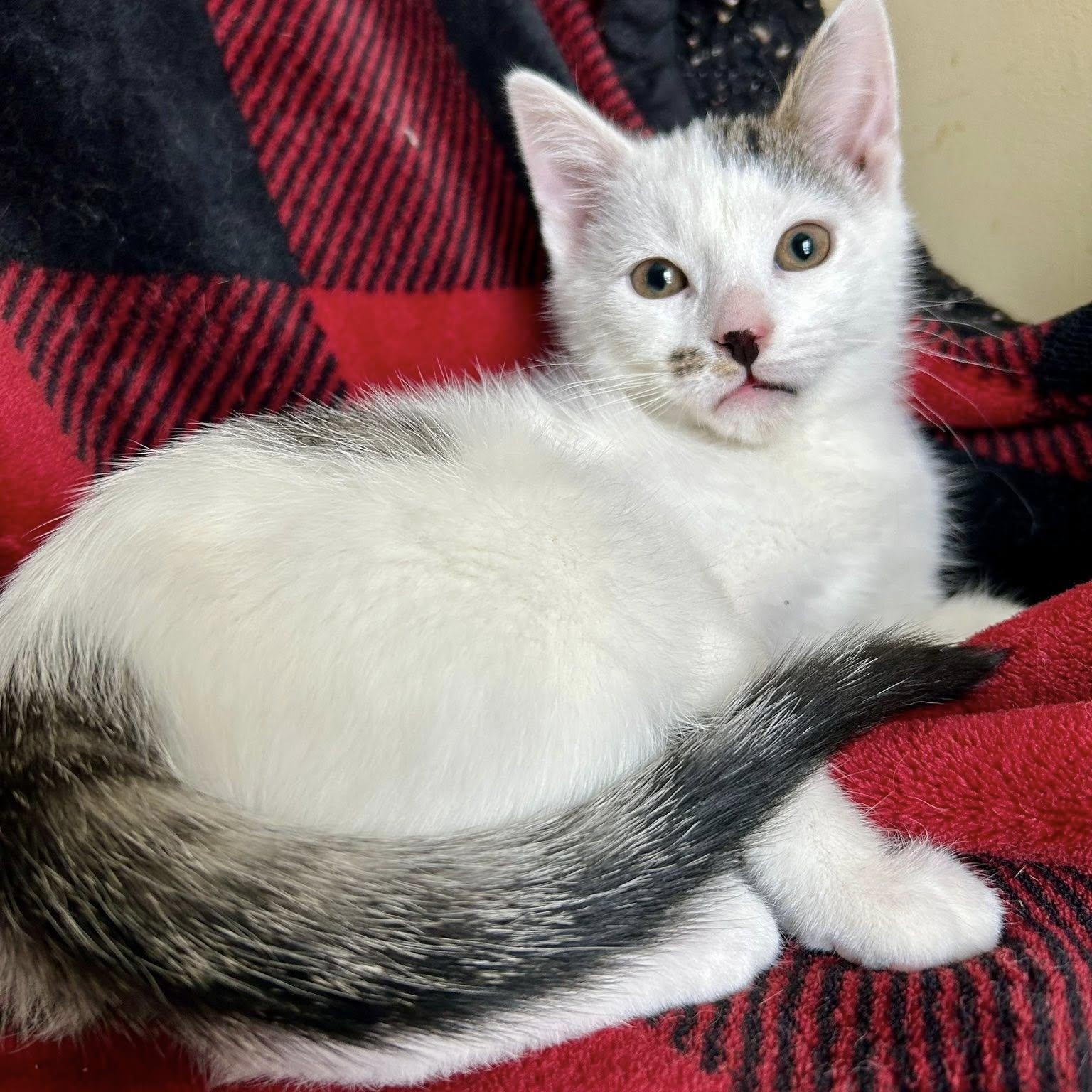 Milan, Medal, & Oly(mpic), an adopted Domestic Short Hair in Buffalo, NY image 6/6