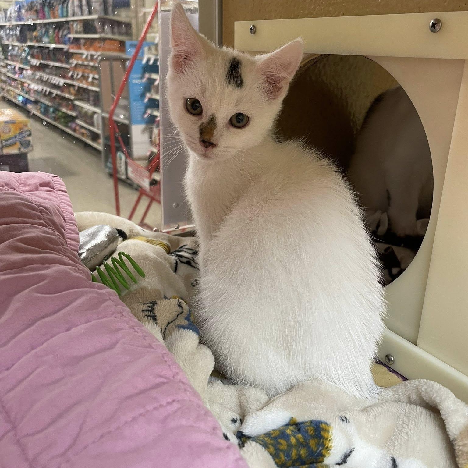 Milan, Medal, & Oly(mpic), an adopted Domestic Short Hair in Buffalo, NY image 3/6