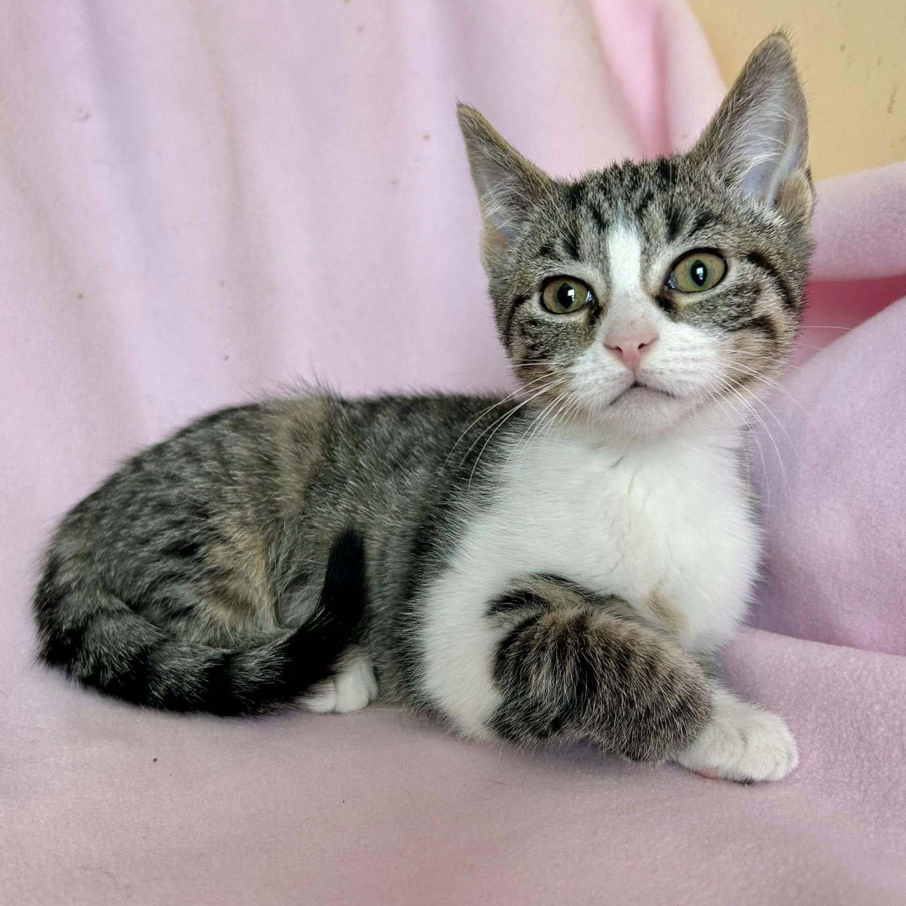 Milan, Medal, & Oly(mpic), an adopted Domestic Short Hair in Buffalo, NY image 2/6