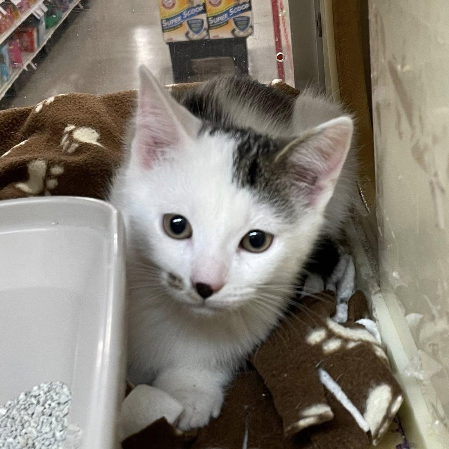 Milan, Medal, & Oly(mpic), an adopted Domestic Short Hair in Buffalo, NY image 5/6