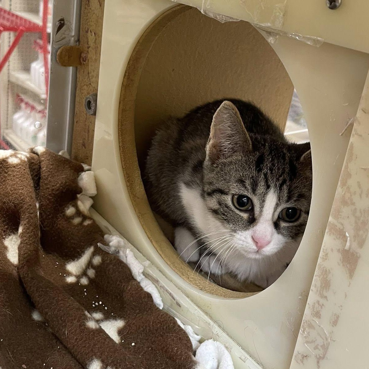 Milan, Medal, & Oly(mpic), an adopted Domestic Short Hair in Buffalo, NY image 4/6