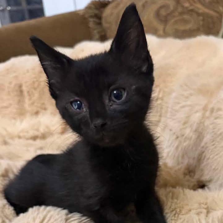 Nova, Adoptable, Kitten Female Domestic Short Hair.