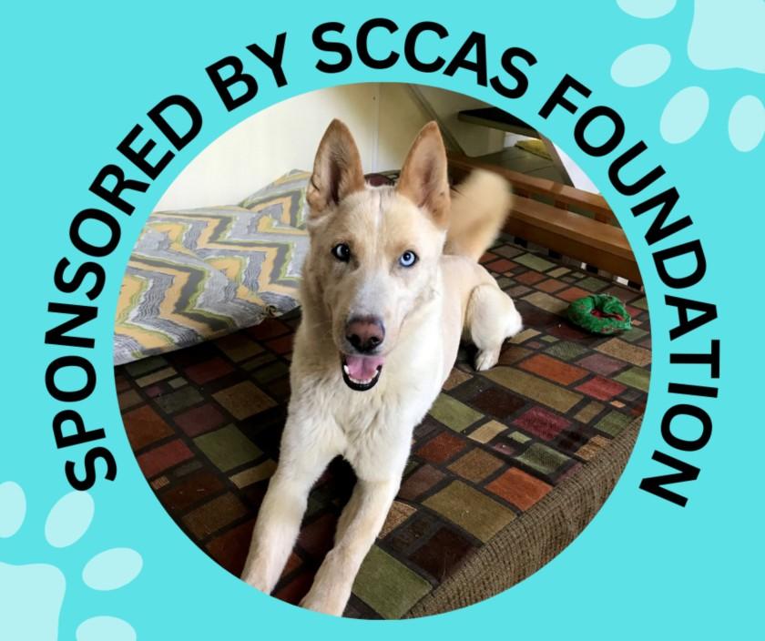 LOLLIPOP*, Adoptable, Adult Female German Shepherd Dog & Siberian Husky.