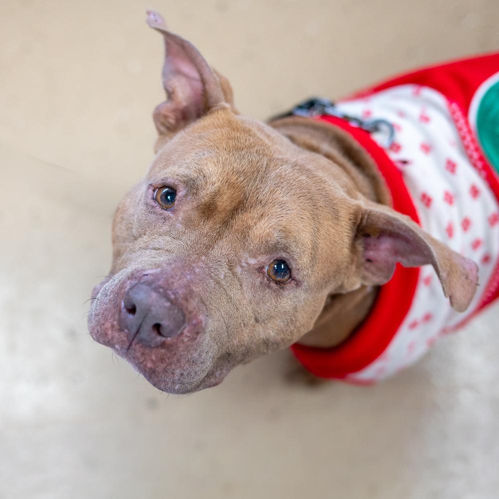 Toots, Adoptable, Adult Female Pit Bull Terrier.