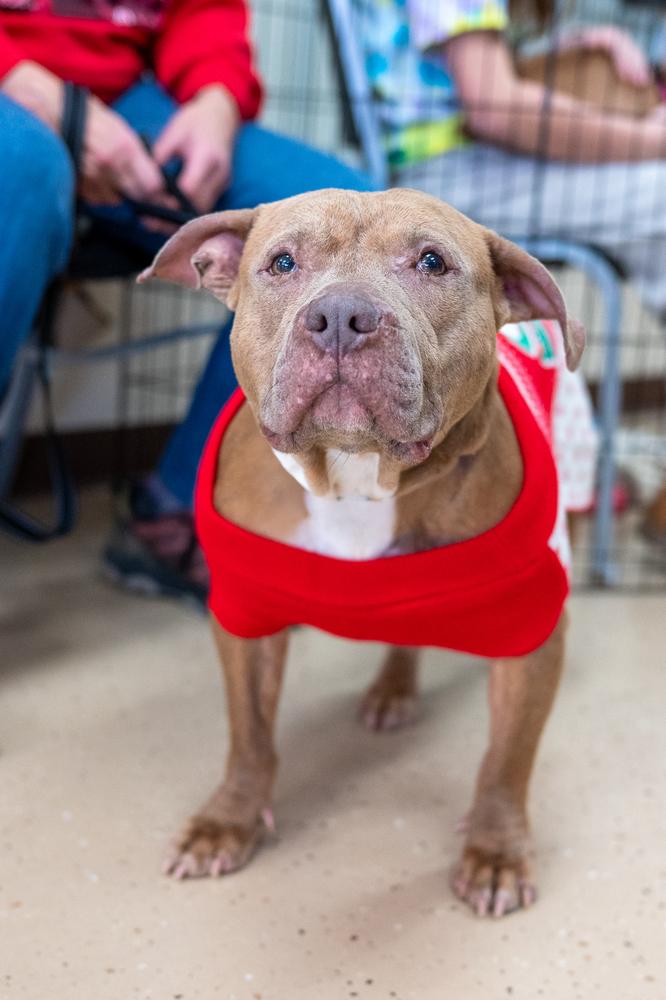 Enlarge Toots, a Adoptable mixed breed in Mundelein, IL image 1/6
