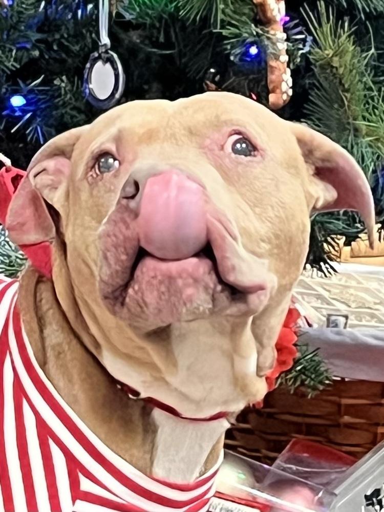 Enlarge Toots, a Adoptable mixed breed in Mundelein, IL image 2/6