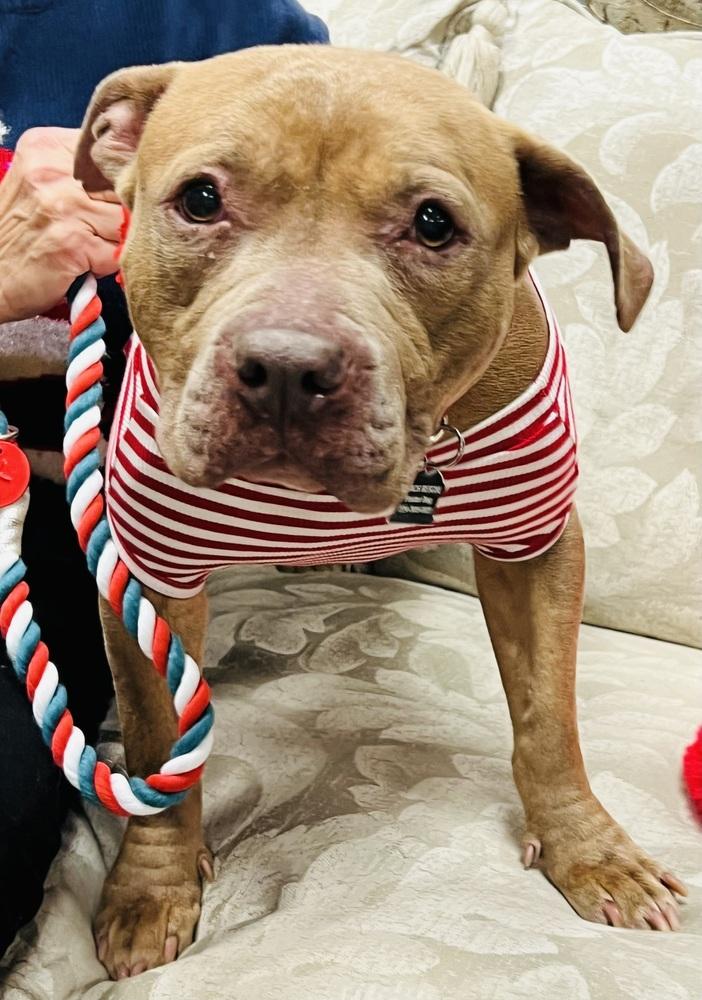 Enlarge Toots, a Adoptable mixed breed in Mundelein, IL image 4/6