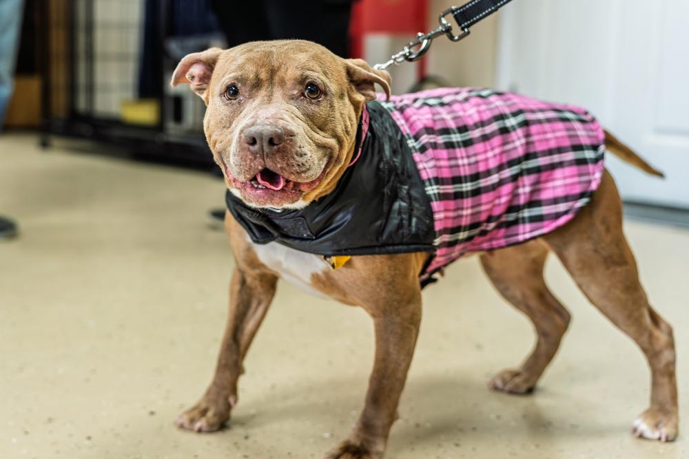 Enlarge Toots, a Adoptable mixed breed in Mundelein, IL image 4/6