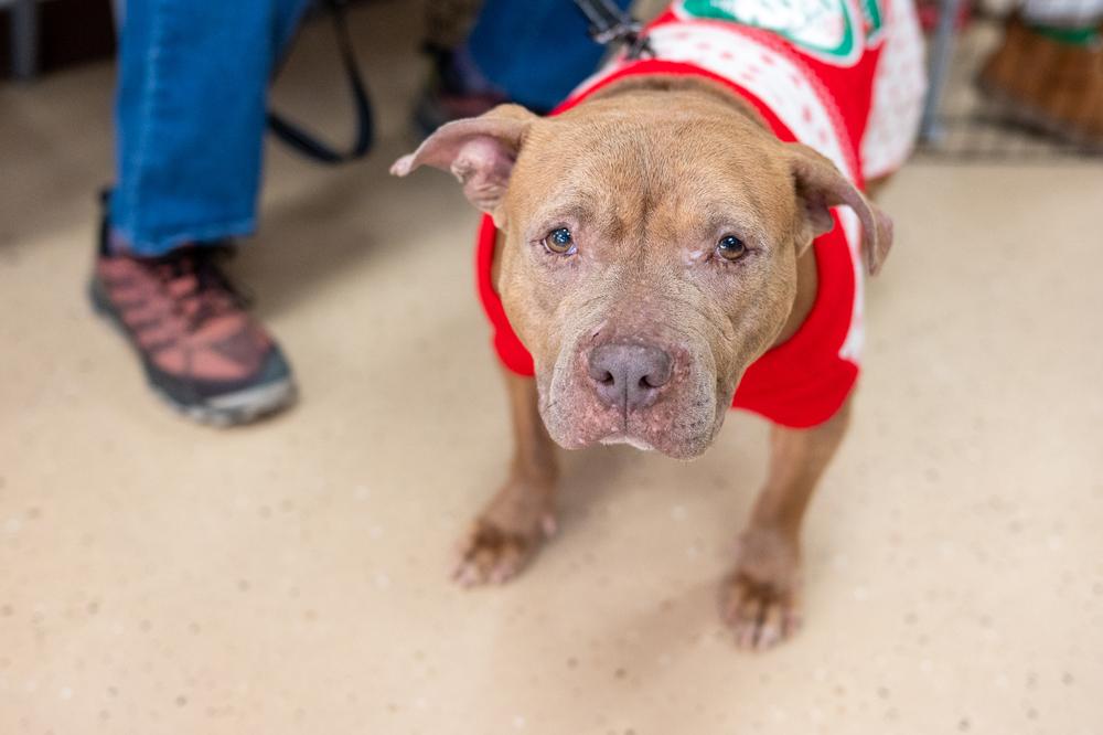 Enlarge Toots, a Adoptable mixed breed in Mundelein, IL image 5/6