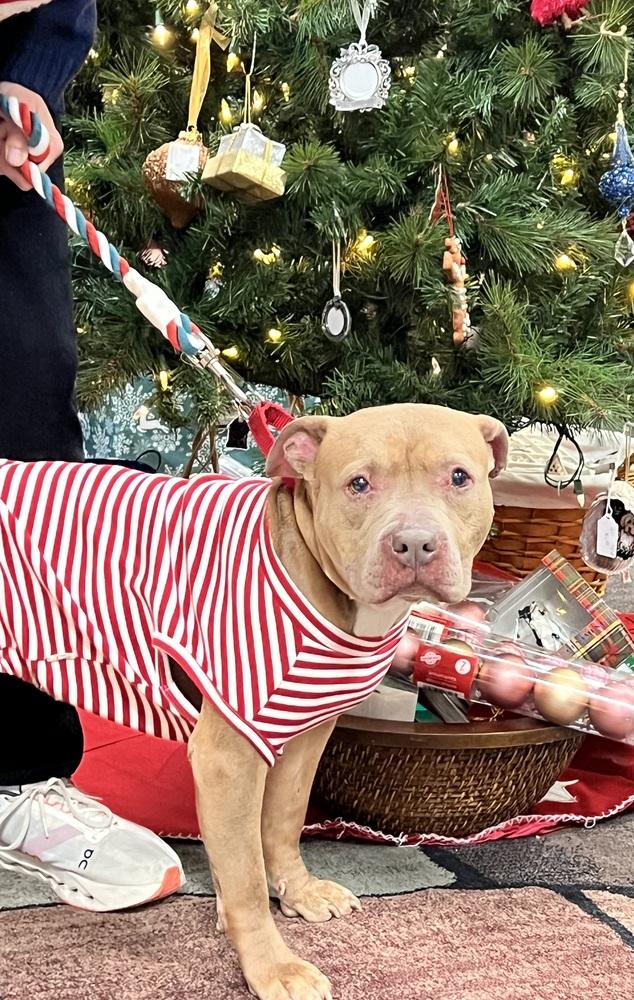 Enlarge Toots, a Adoptable mixed breed in Mundelein, IL image 6/6