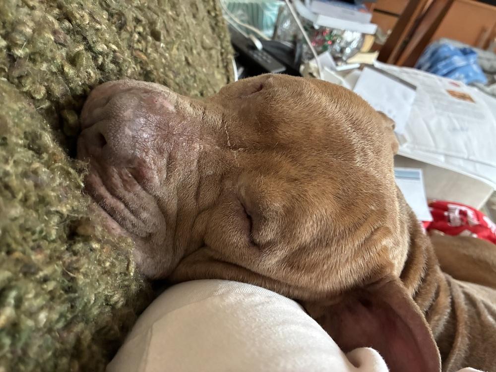 Enlarge Toots, a Adoptable mixed breed in Mundelein, IL image 6/6