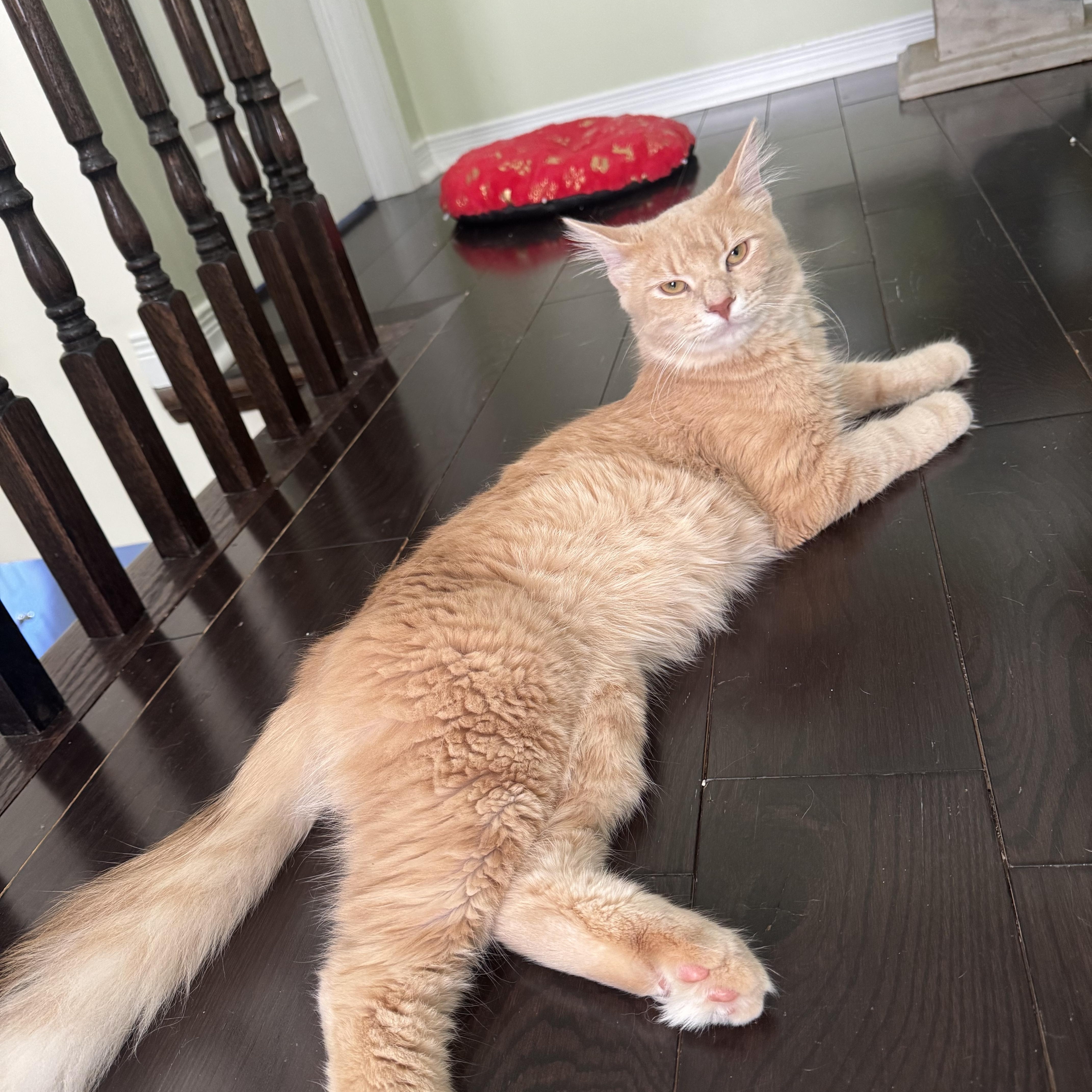 Vincent - Cole Lachowicz, an adopted mixed breed in Brampton, ON image 5/6