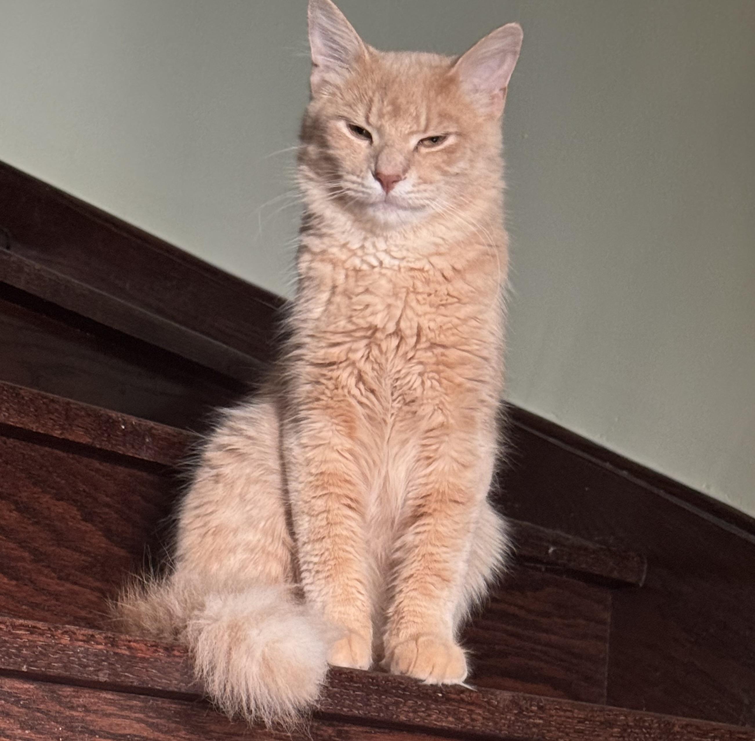 Vincent - Cole Lachowicz, adopted, Kitten Male Maine Coon & British Shorthair.