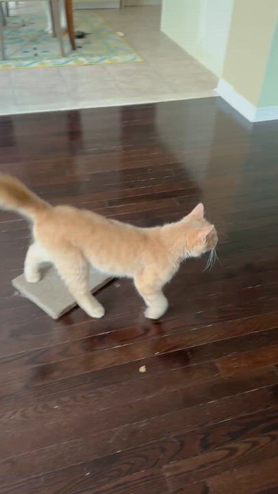 Enlarge Vincent - Cole Lachowicz, an adopted mixed breed in Brampton, ON video 2/6