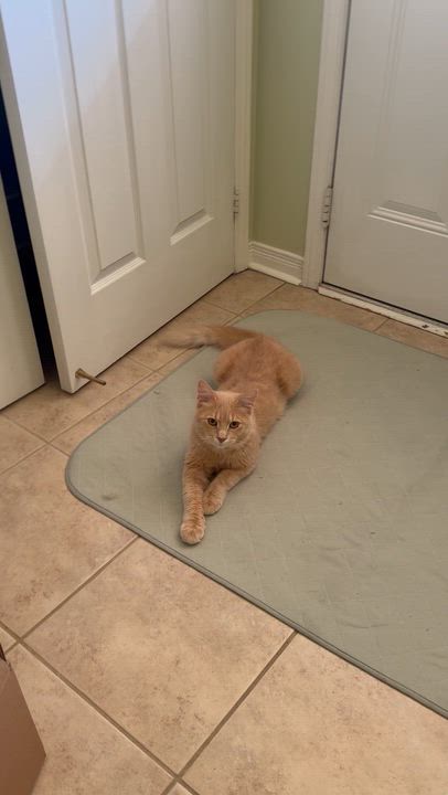 Enlarge Vincent - Cole Lachowicz, an adopted mixed breed in Brampton, ON video 3/6
