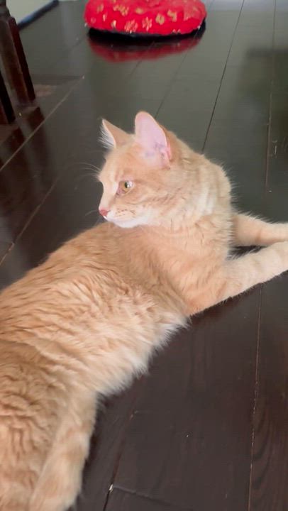 Enlarge Vincent - Cole Lachowicz, an adopted mixed breed in Brampton, ON video 6/6