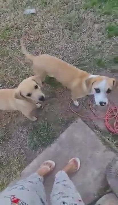 Enlarge Tito, a Adopted mixed breed in COVINGTON, WA video 6/13