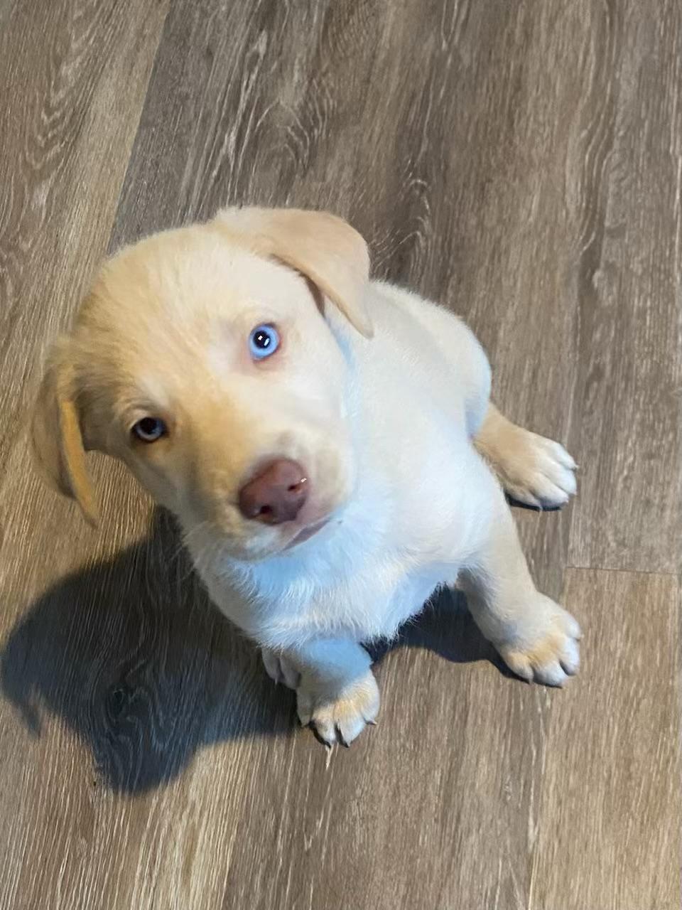 Clara (a), Adopted, Adult Female Labrador Retriever.