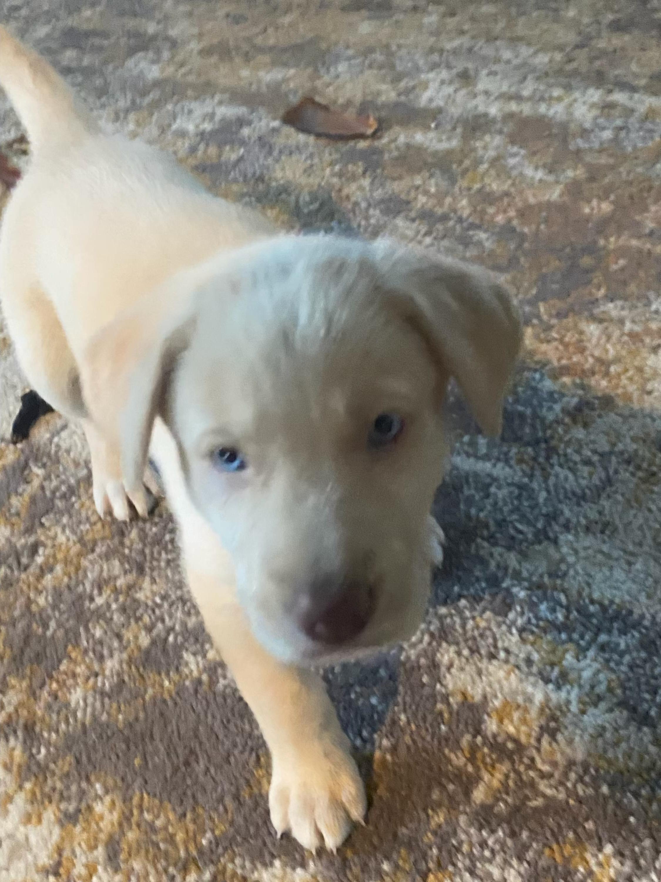 Enlarge Clara (a), a Adopted Labrador Retriever in Twin Falls, ID image 2/3
