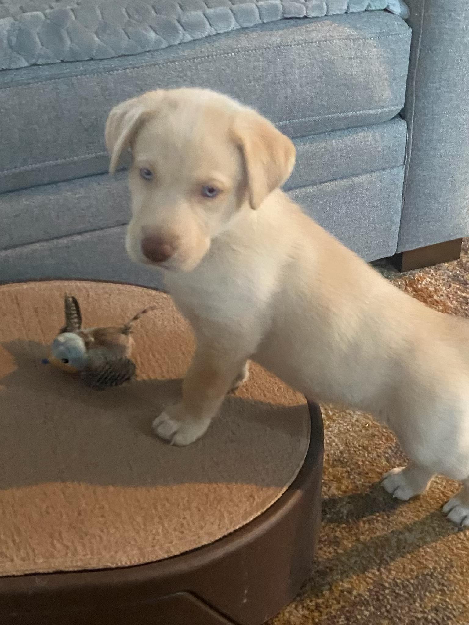 Enlarge Clara (a), a Adopted Labrador Retriever in Twin Falls, ID image 3/3
