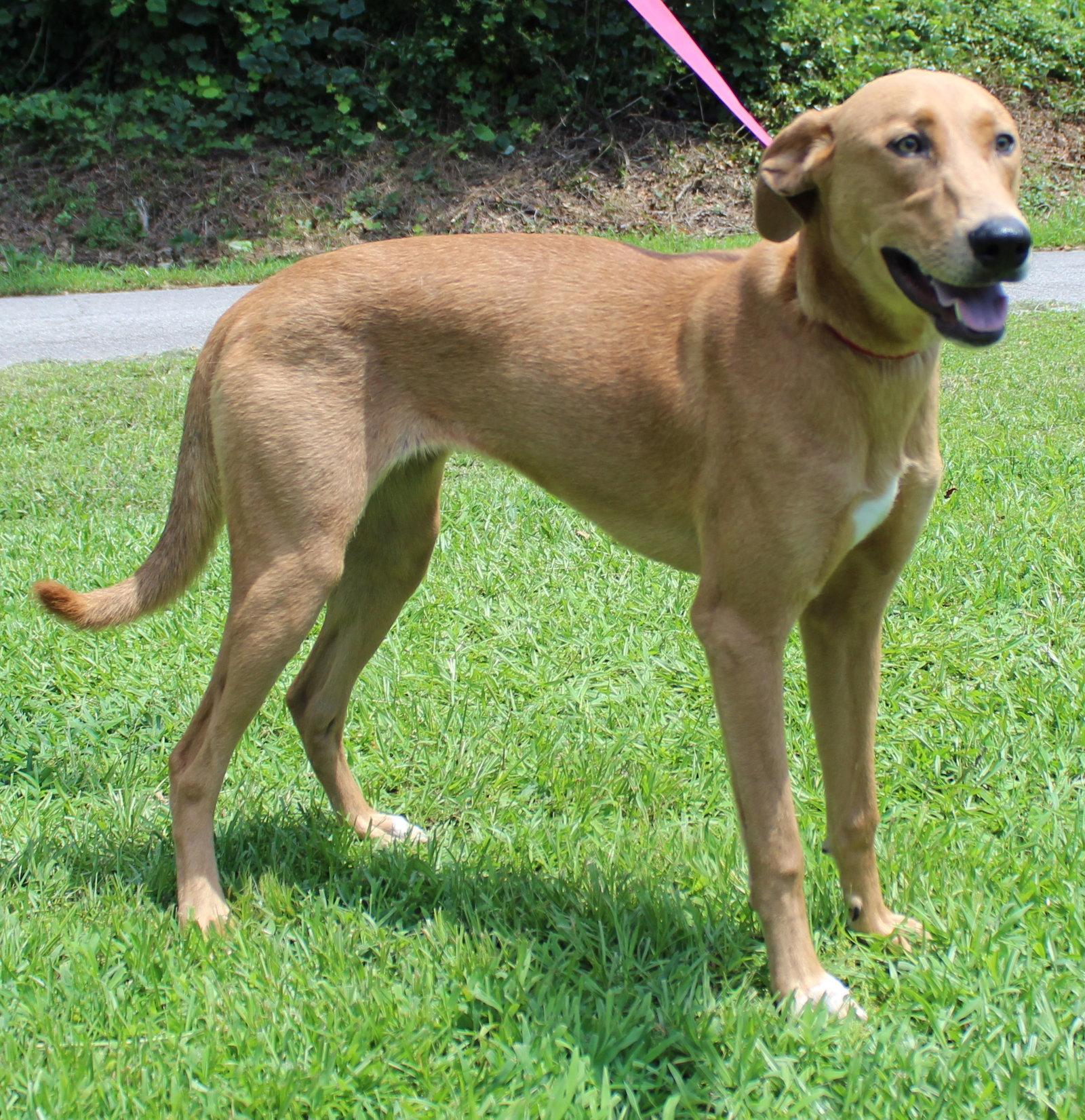 Enlarge Mable 43873, a Adoptable Retriever in Prattville, AL image 1/3