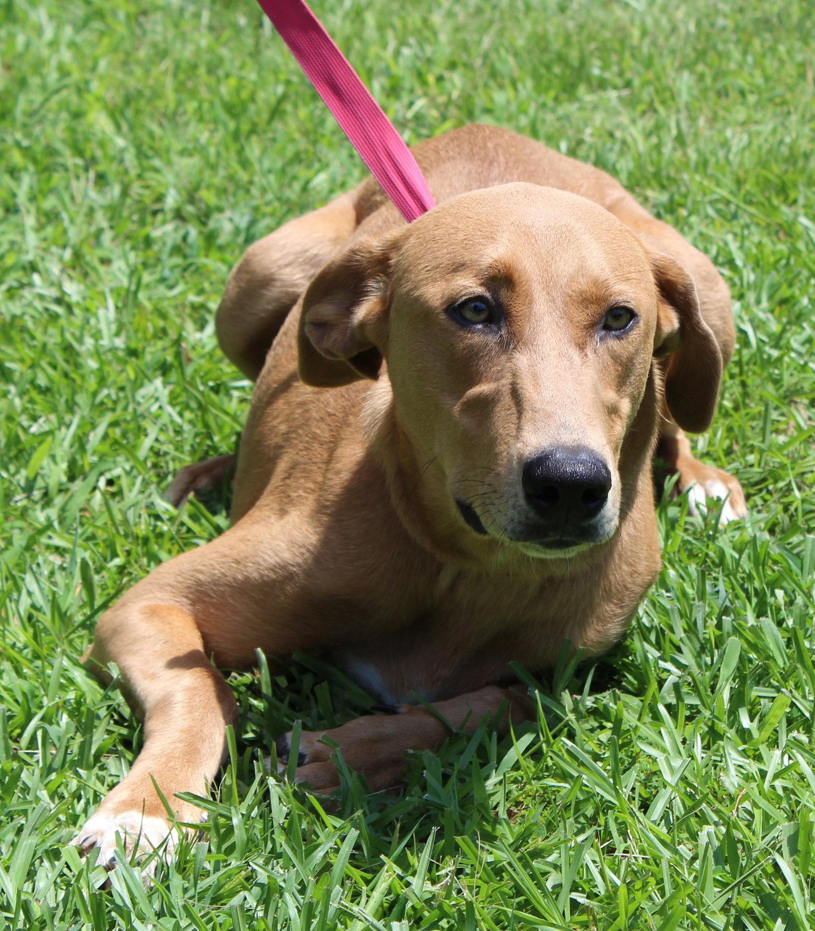 Enlarge Mable 43873, a Adoptable Retriever in Prattville, AL image 2/3