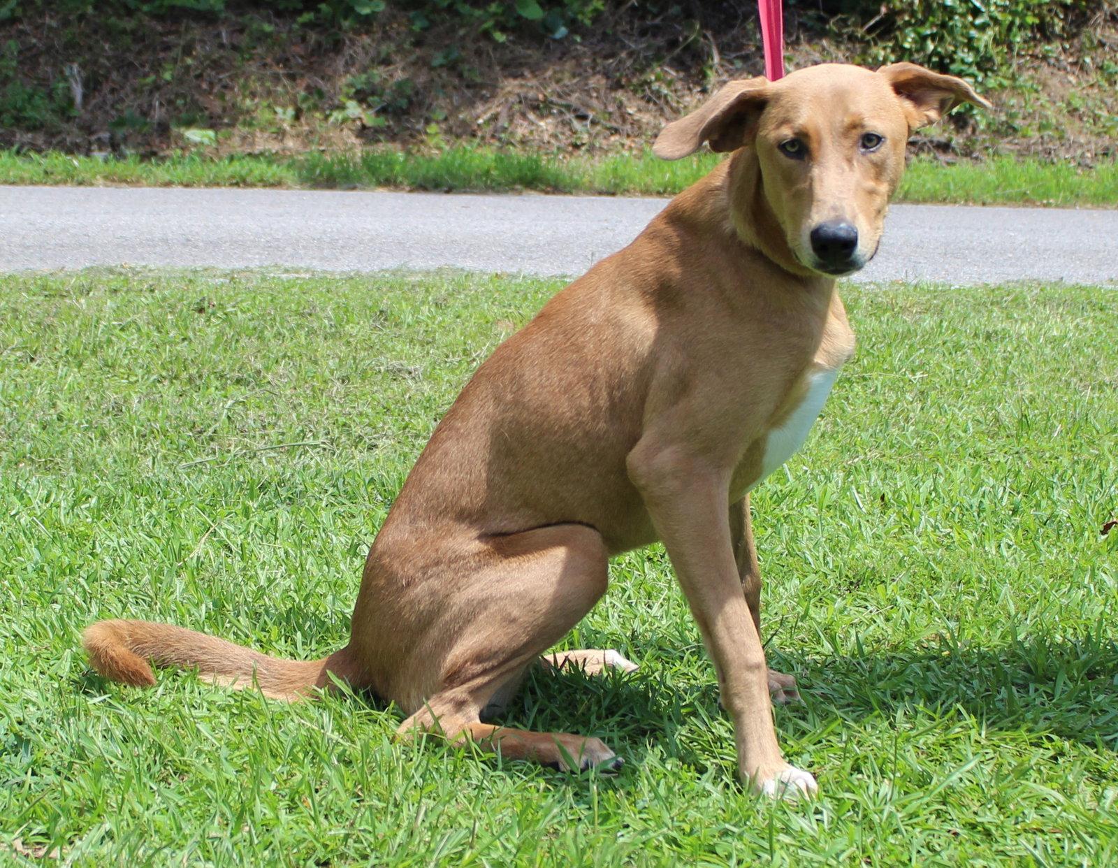 Enlarge Mable 43873, a Adoptable Retriever in Prattville, AL image 3/3