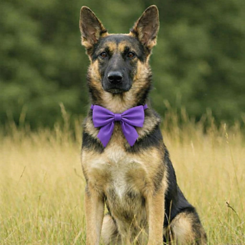 STEPH GS — thumbnail 3