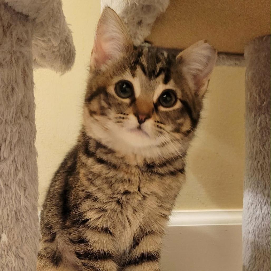 Charline "Charlie", Adoptable, Kitten Female Domestic Short Hair.