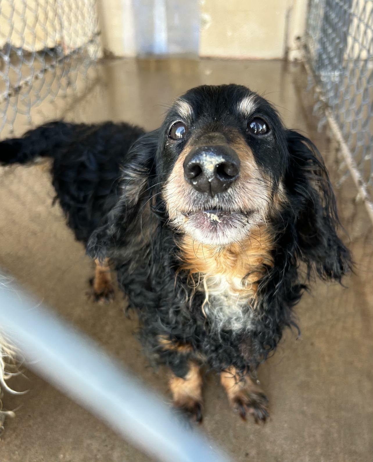 Loki, ADOPTABLE, Senior Male Dachshund (Long Haired).
