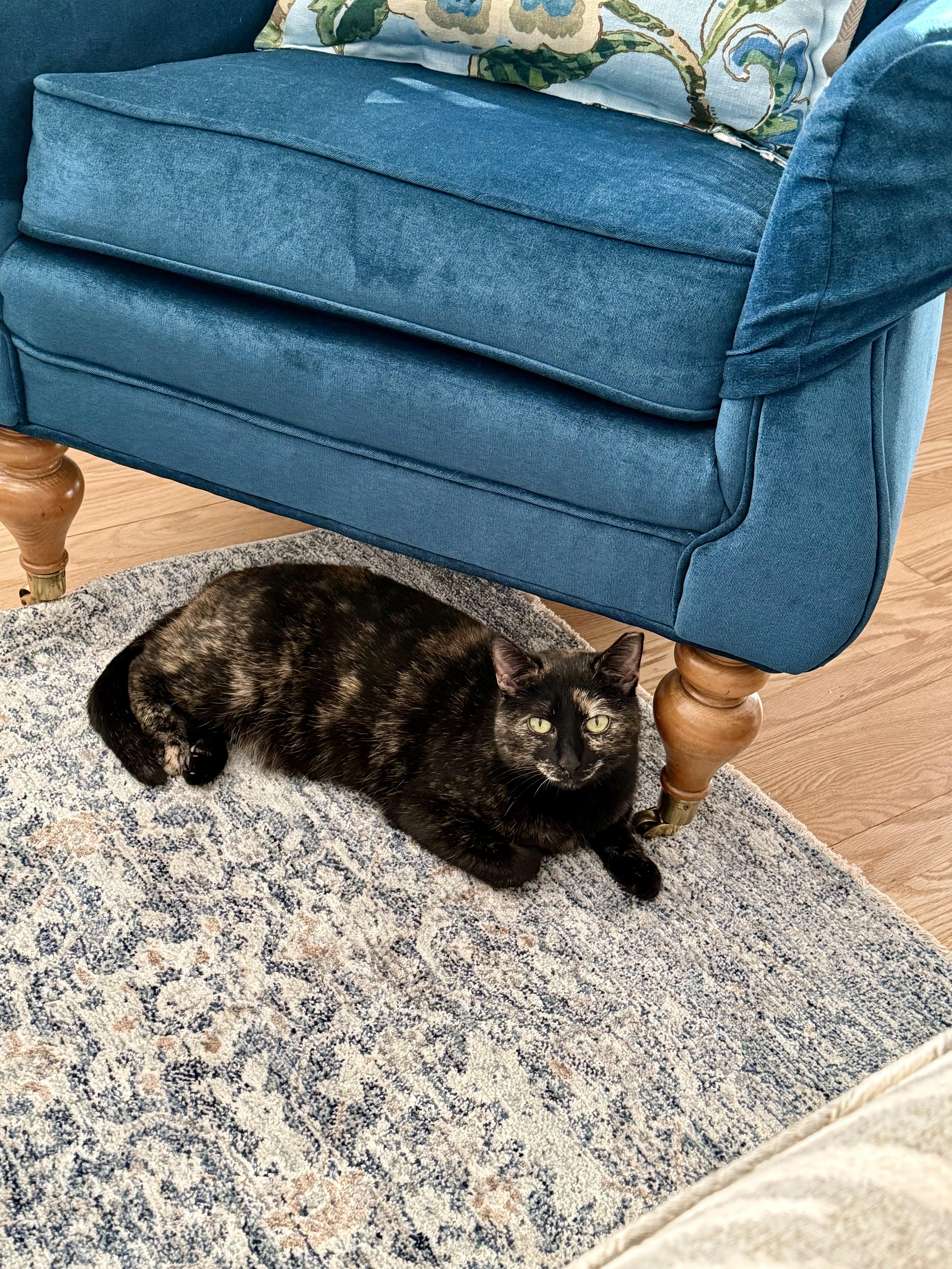 Enlarge Sally, a ADOPTABLE mixed breed in Syracuse, NY image 3/4