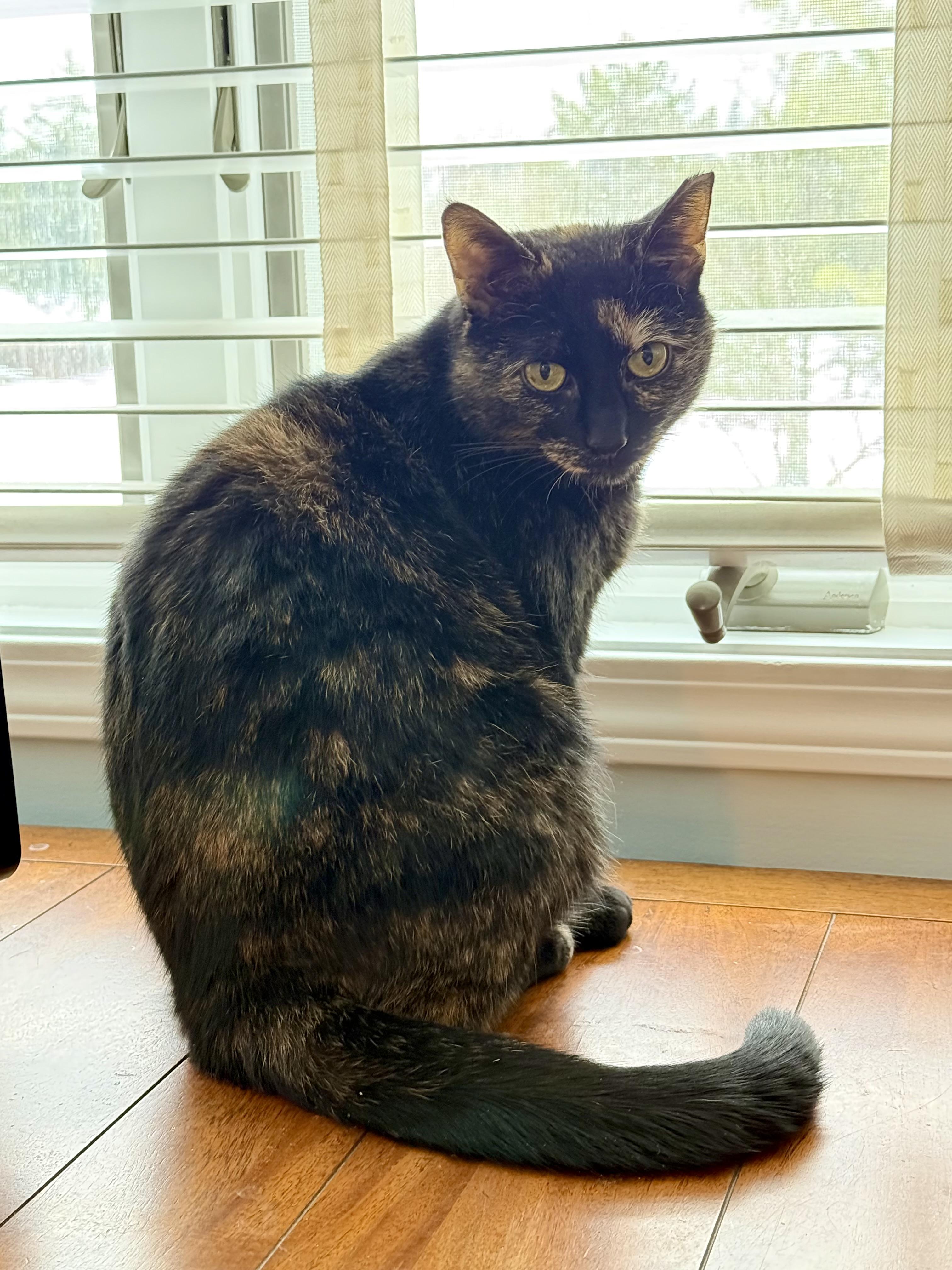 Enlarge Sally, a ADOPTABLE mixed breed in Syracuse, NY image 2/4