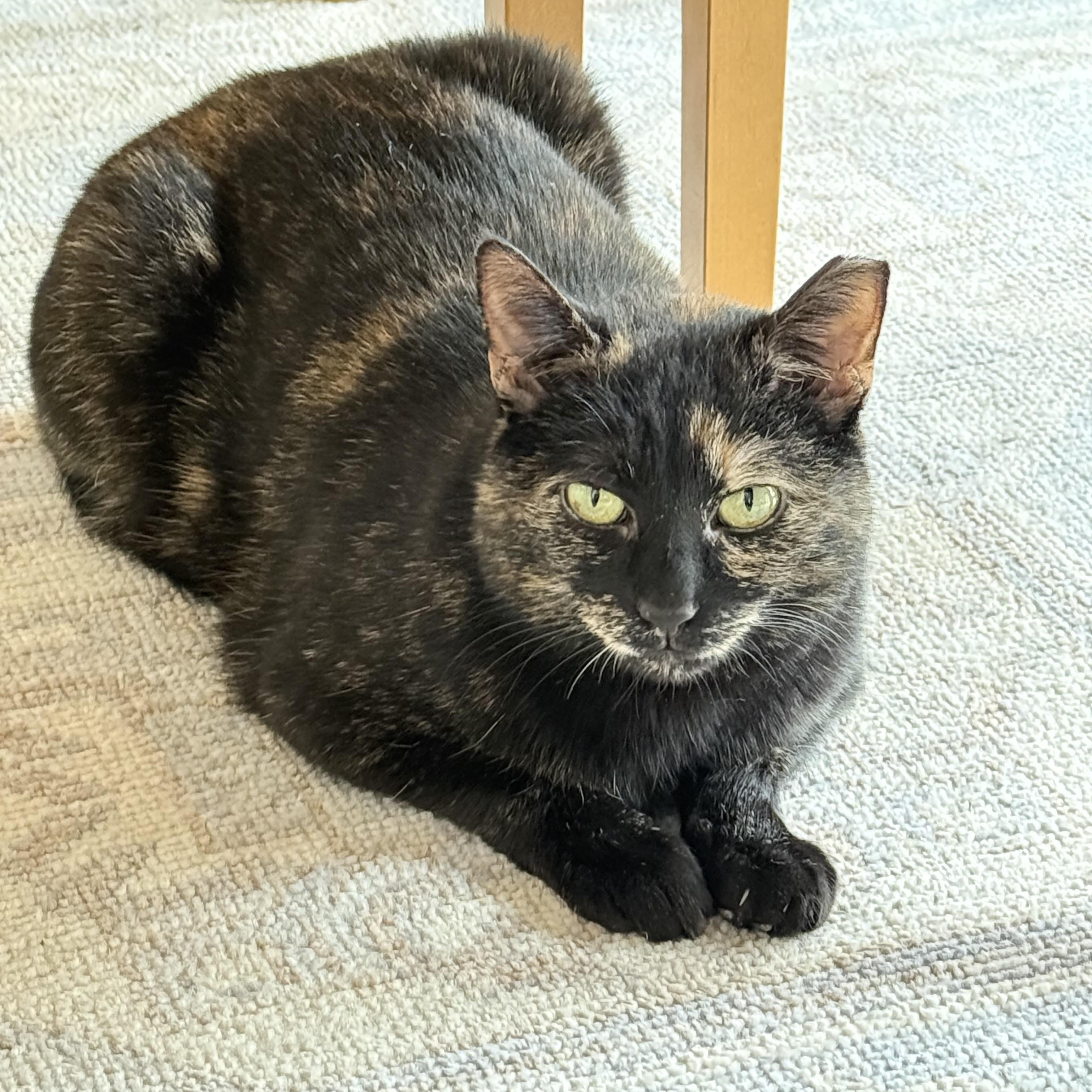 Enlarge Sally, a ADOPTABLE mixed breed in Syracuse, NY image 4/4