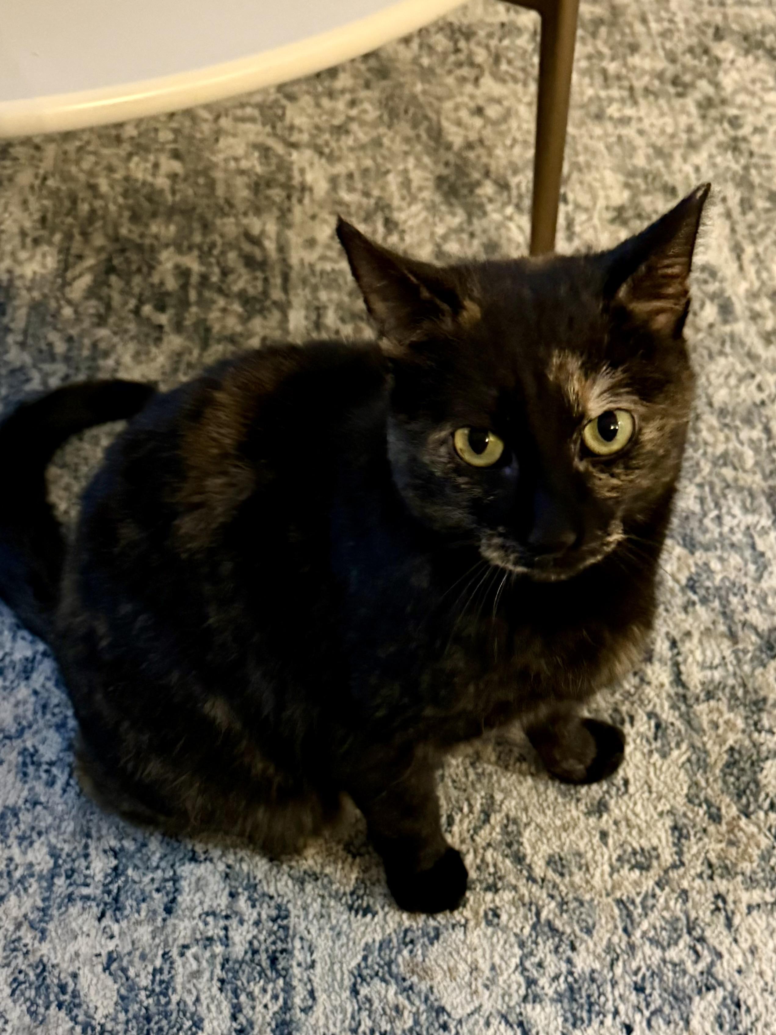 Enlarge Sally, a ADOPTABLE mixed breed in Syracuse, NY image 1/4