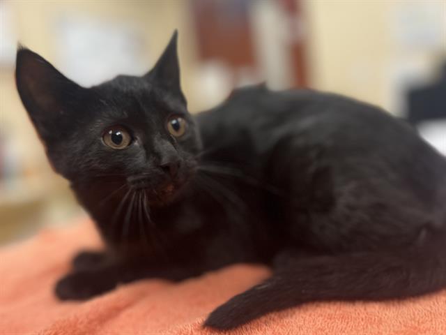 Enlarge CARL, a Adoptable Domestic Short Hair in Aliquippa, PA image 1/1