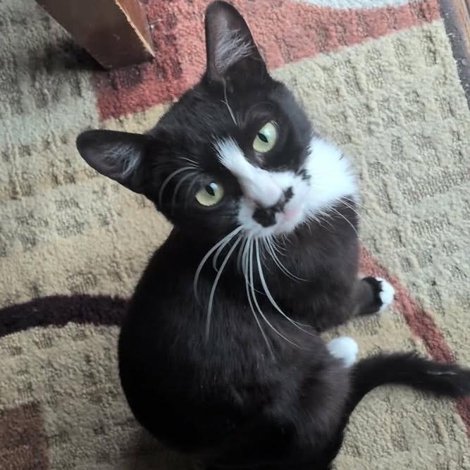 Enlarge Boots, a Adoptable Domestic Short Hair in Idaho Falls, ID image 1/1