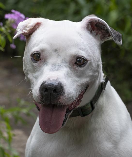 Photo of Adult Male Shar-Pei White / Cream, Yellow / Tan / Blond / Fawn