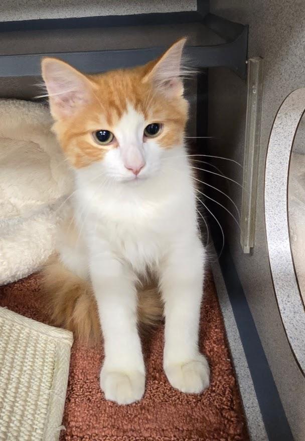 Enlarge Petey, an adopted Domestic Short Hair in New Rochelle, NY image 2/2