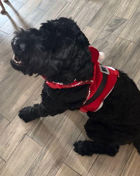 Zaxby, an adopted Giant Schnauzer in Harrisburg, PA image 4/4
