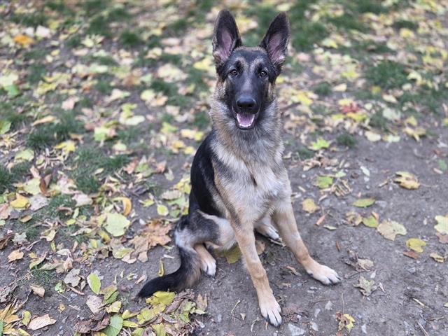 WILLOW, Adoptable, Young Female German Shepherd Dog.