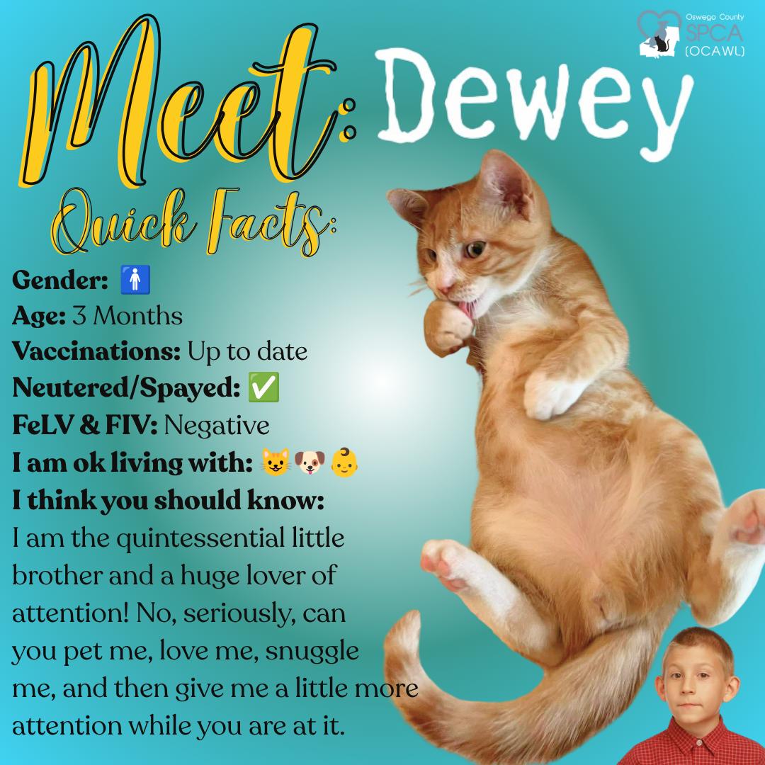 Dewey, an adopted Tiger in Fulton, NY image 1/6