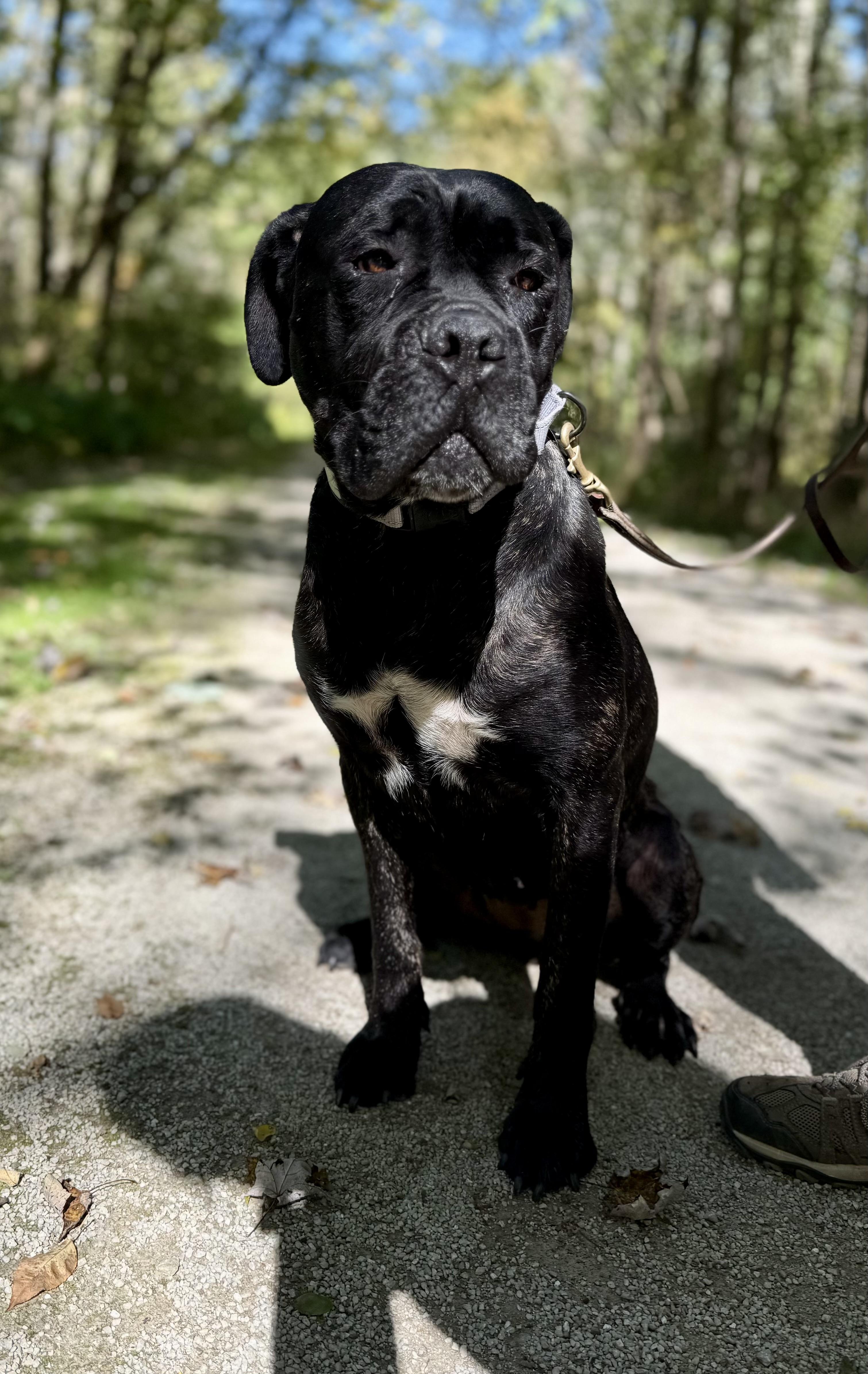 Enlarge Lottie, a Adoptable Cane Corso in Cleveland, OH image 4/4