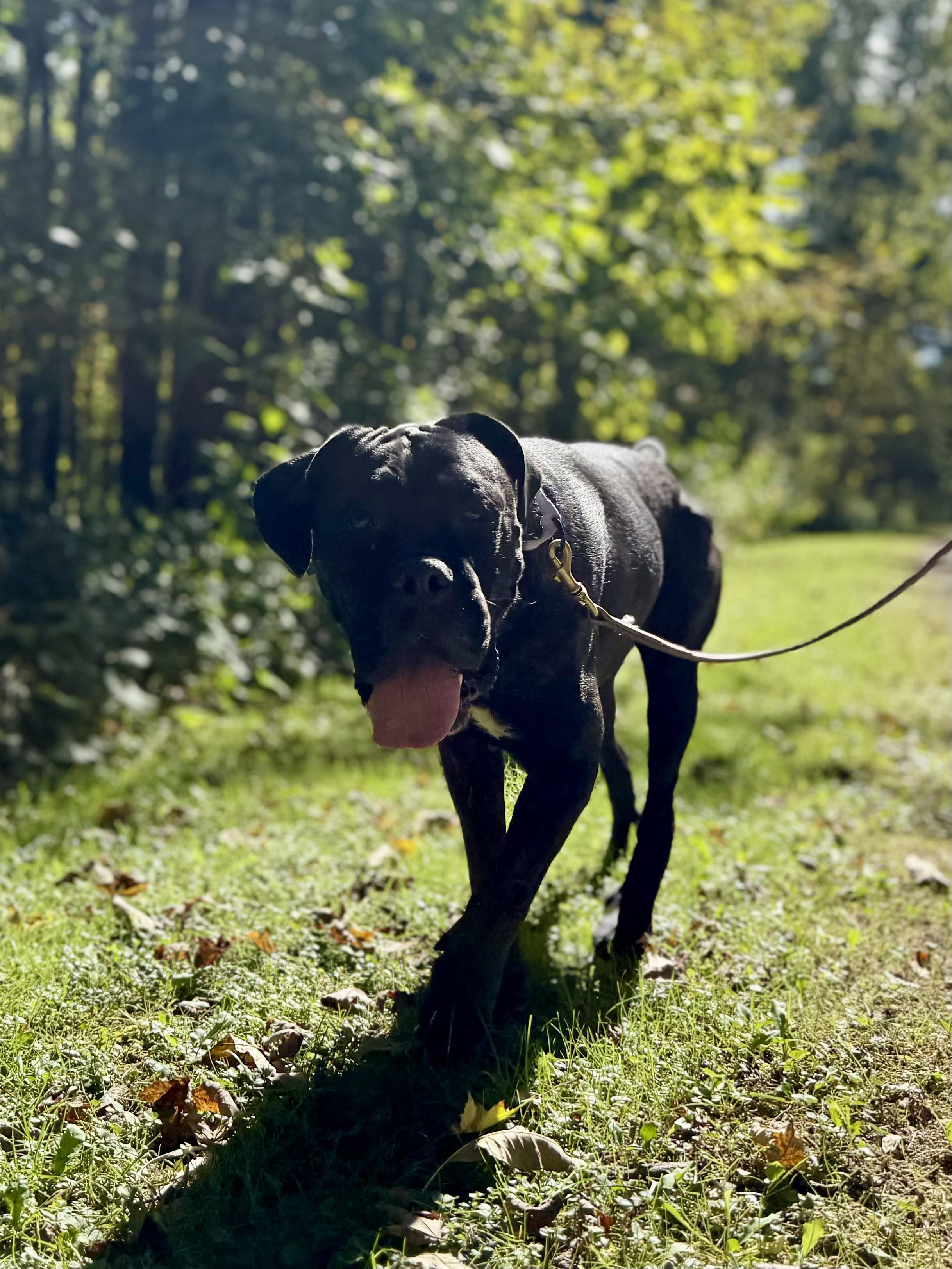 Enlarge Lottie, a Adoptable Cane Corso in Cleveland, OH image 3/4