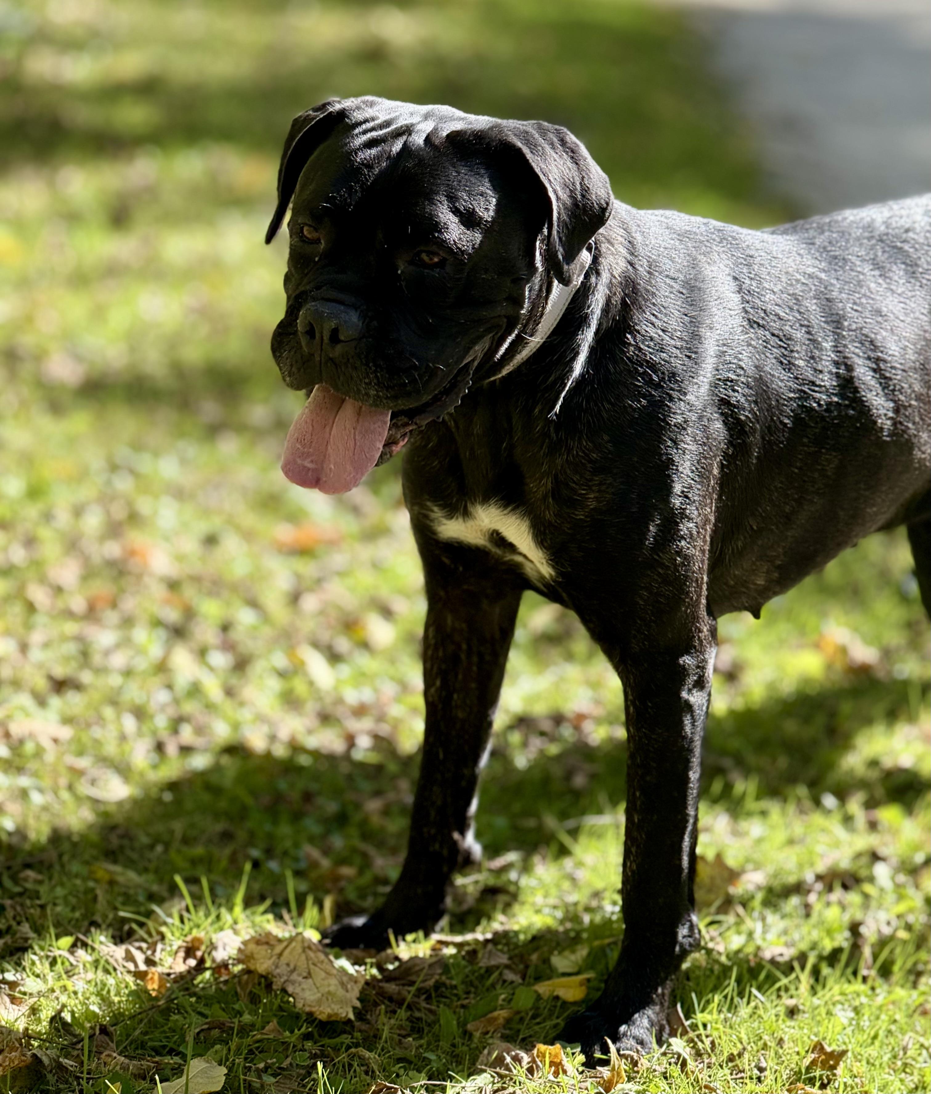 Enlarge Lottie, a Adoptable Cane Corso in Cleveland, OH image 2/4