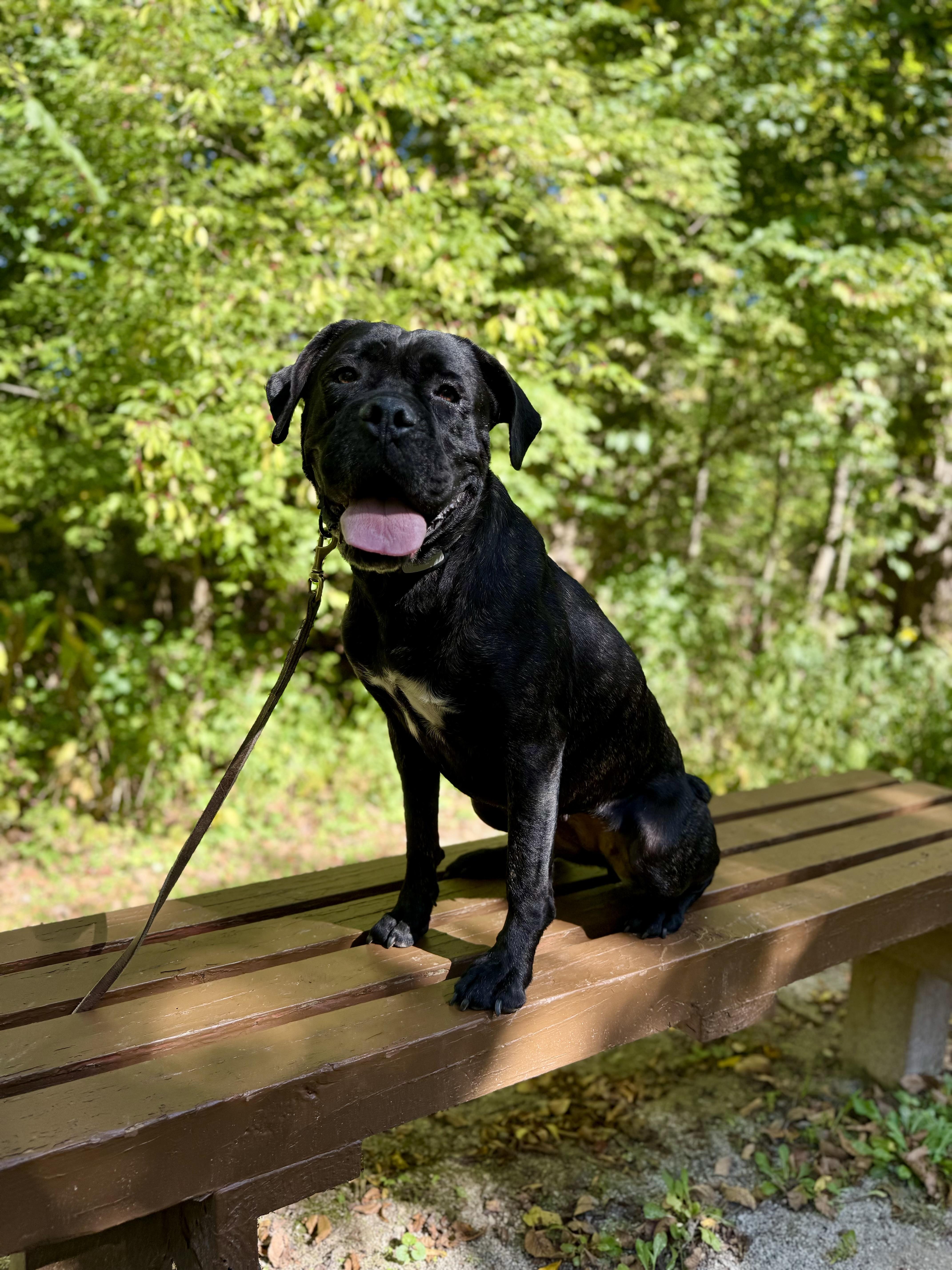 Enlarge Lottie, a Adoptable Cane Corso in Cleveland, OH image 1/4