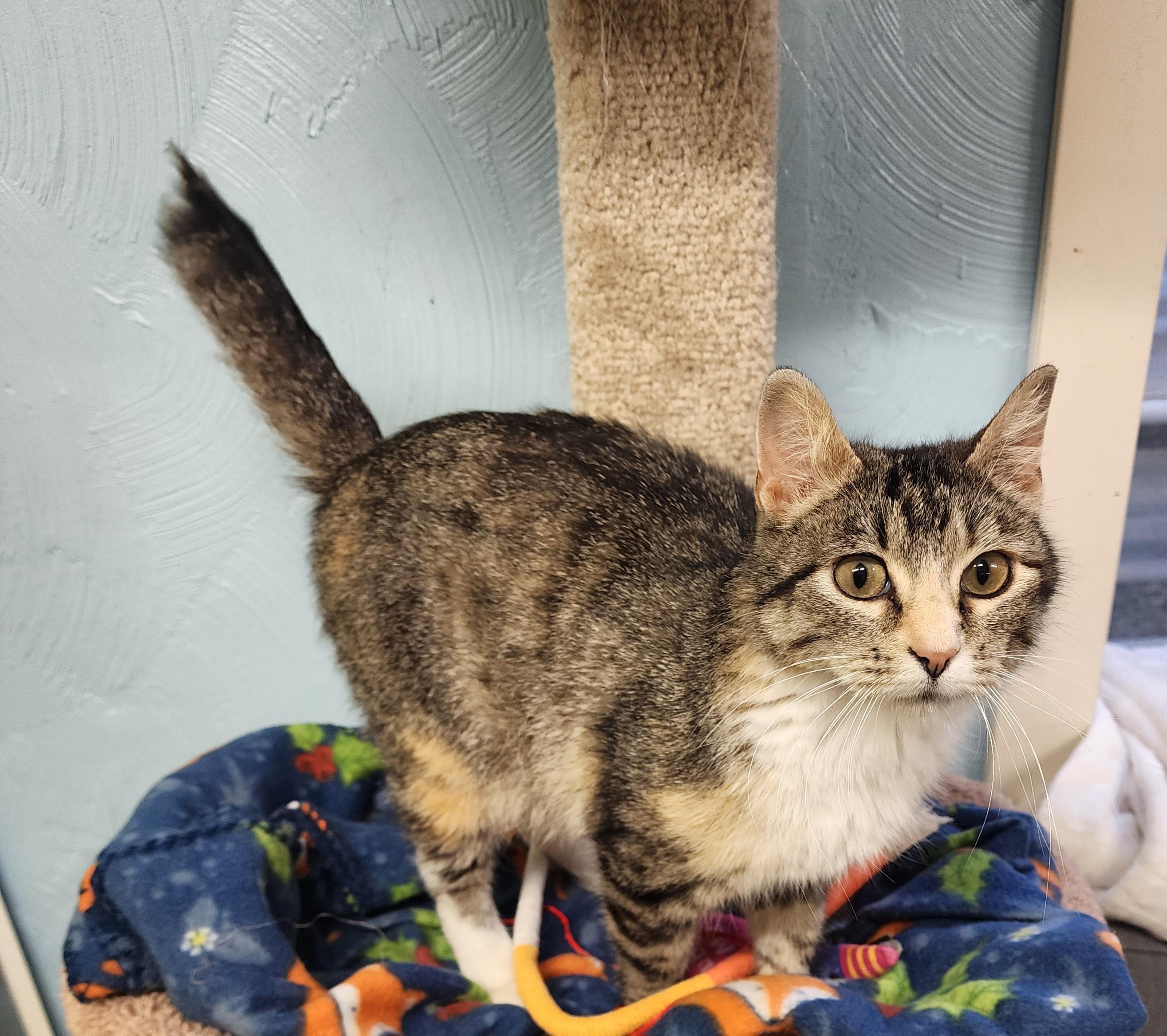 Nora, adopted, Young Female Domestic Short Hair.