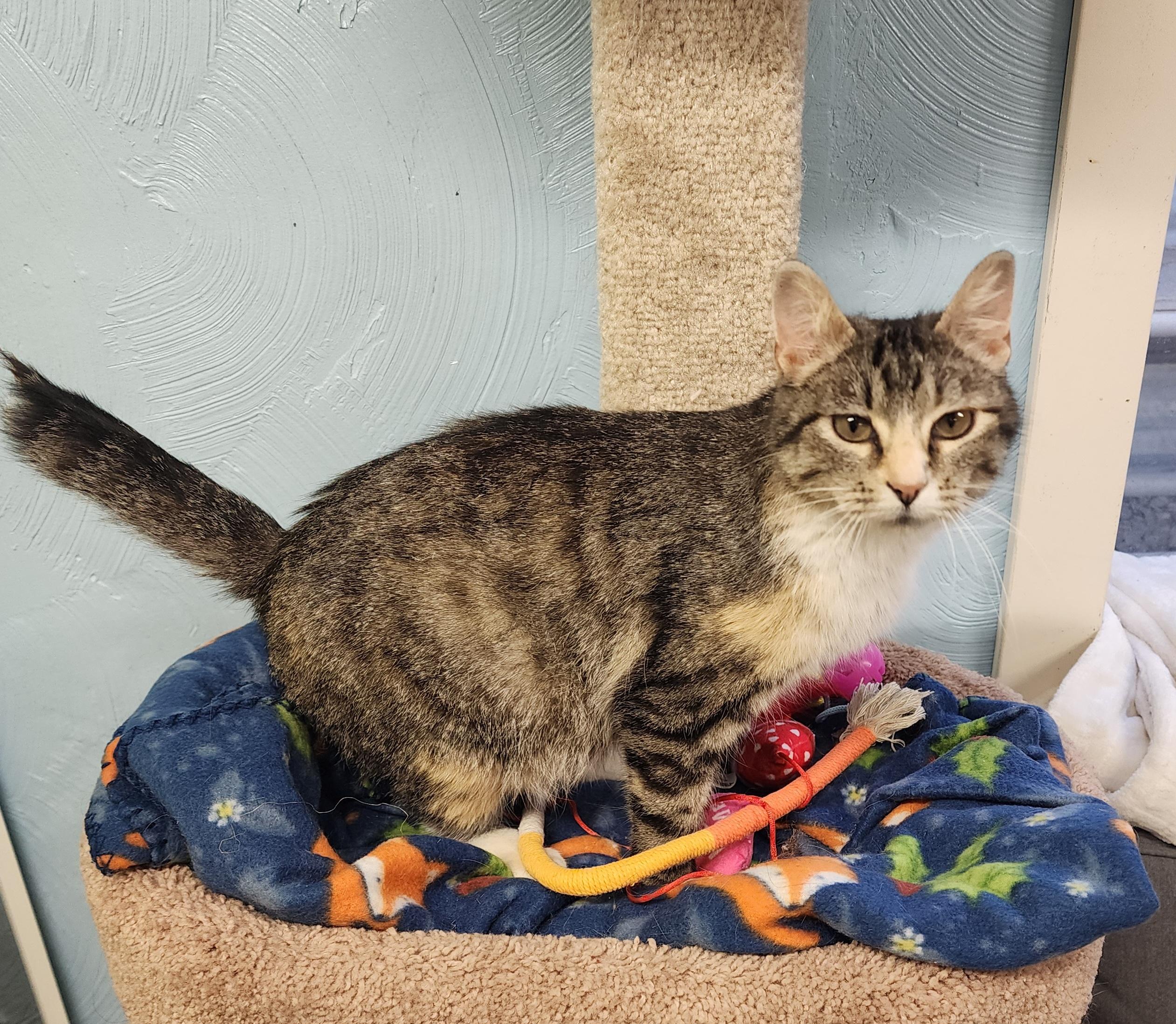 Enlarge Nora, an adopted Domestic Short Hair in Waterloo, IA image 2/2