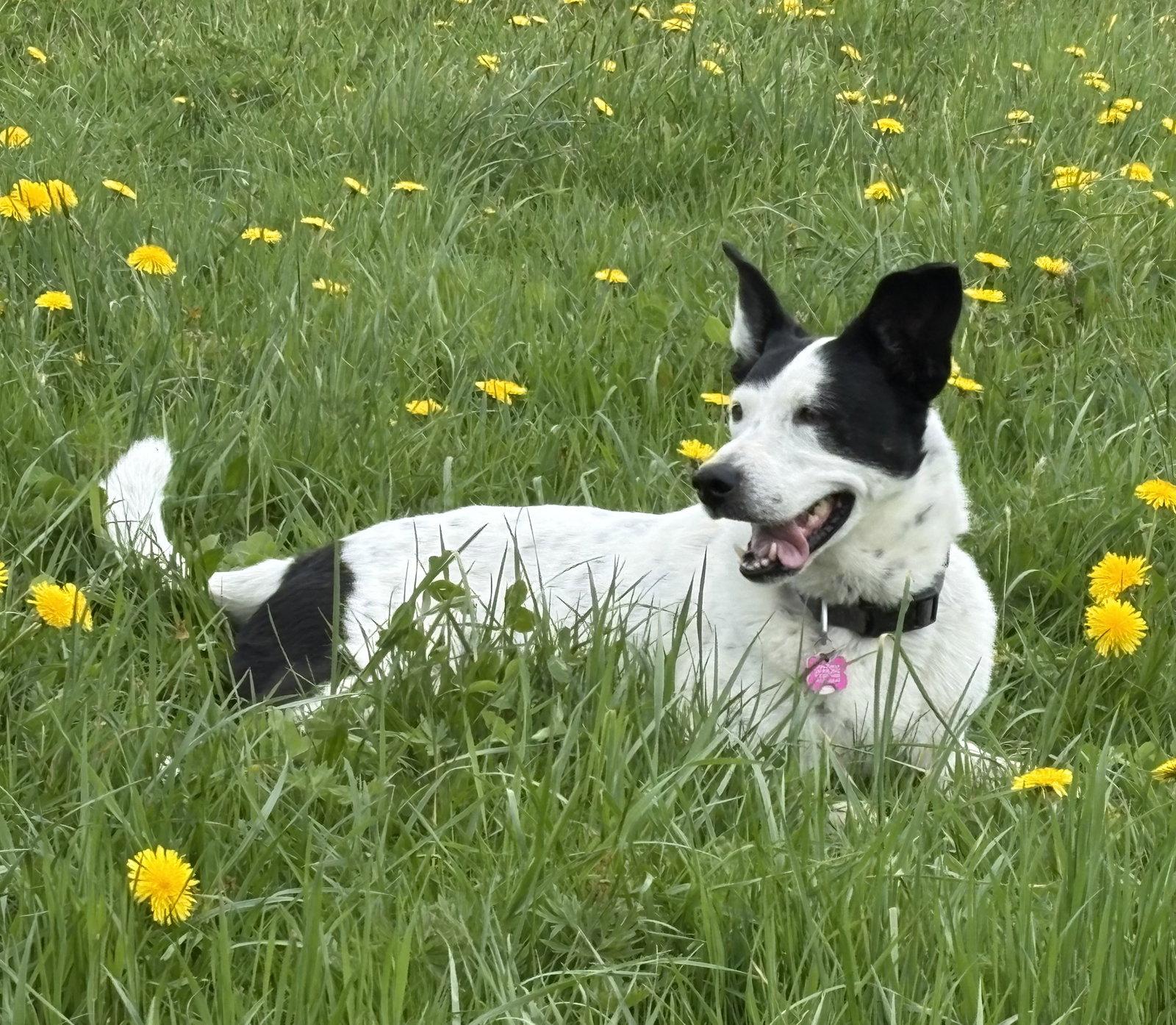 Adelaide, Adoptable, Adult Female Cattle Dog.