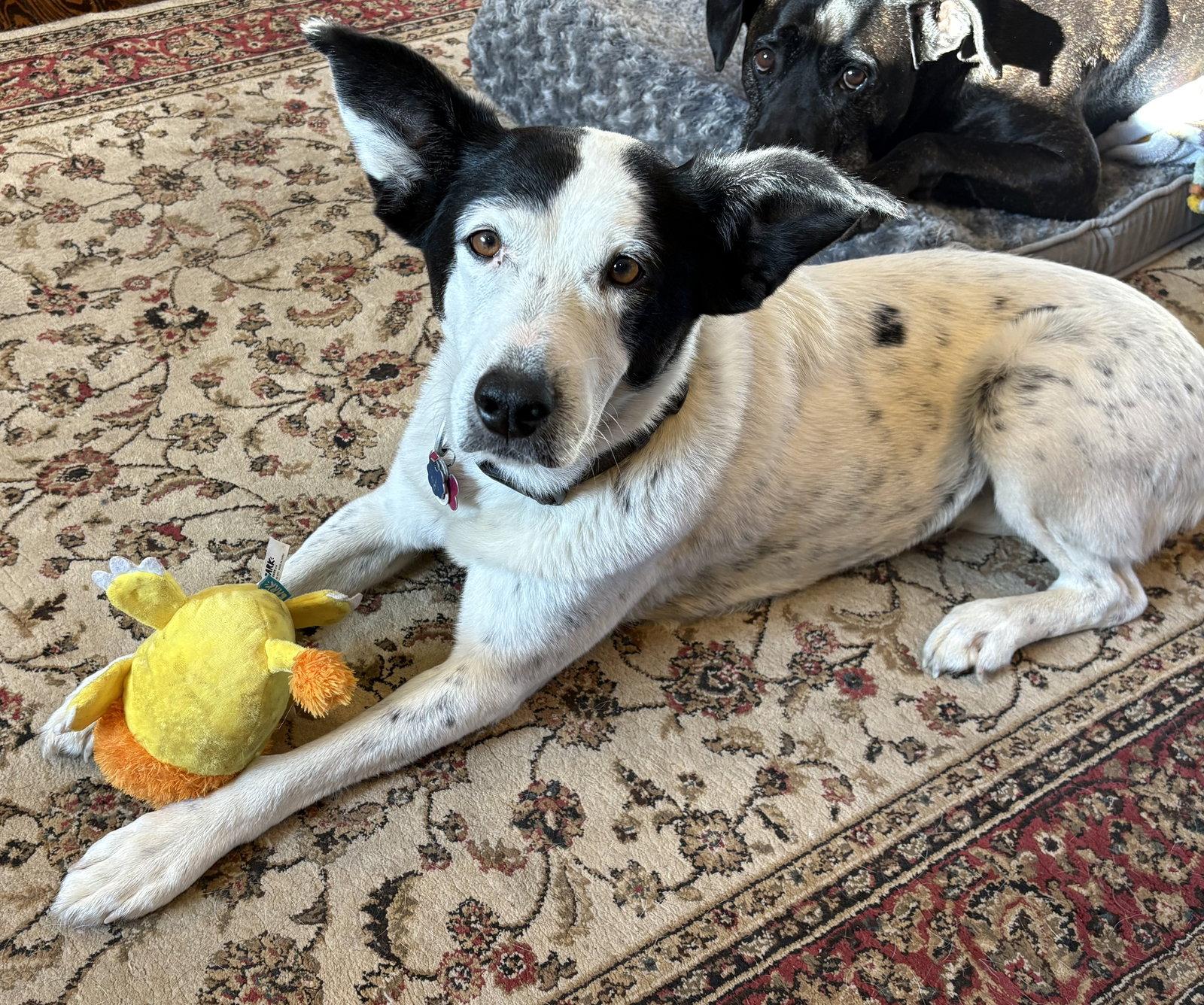 Adelaide, a Adoptable Cattle Dog in Rootstown, OH image 2/3